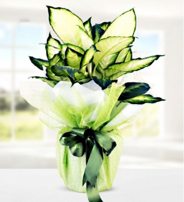 Tropic Dieffenbachia (Difenbahya) Saksı Çiçeği