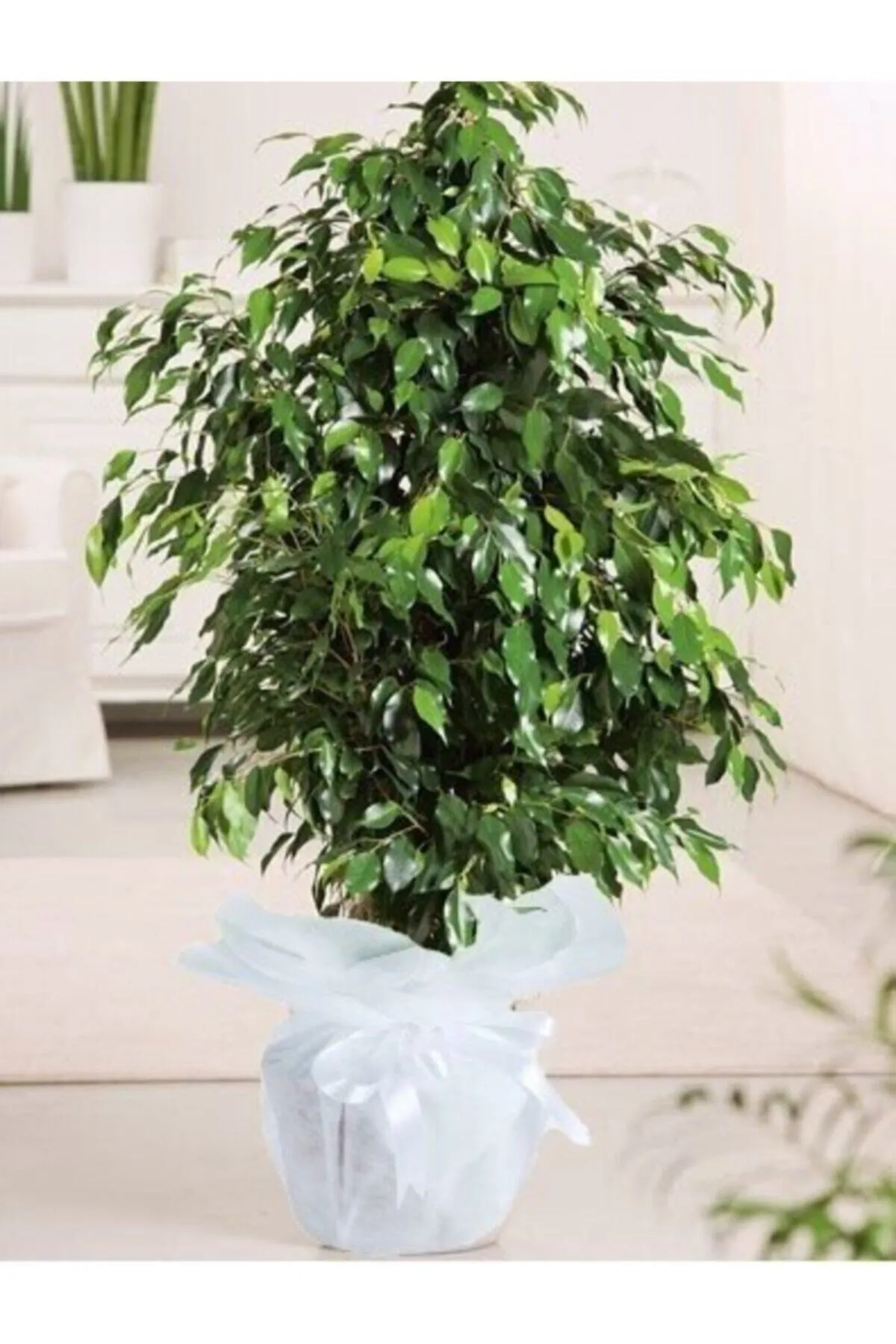 Ficus Danielle 90 cm Diyarbakır çiçekçi