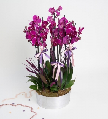 10`lu Mor Orkide