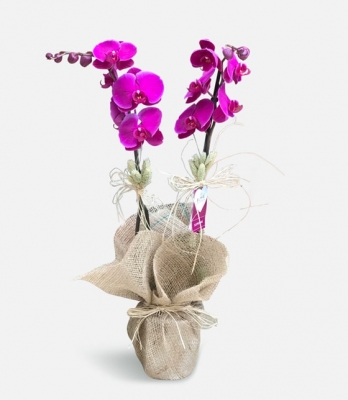 molise mor orkide serisi