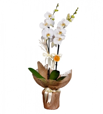 2 Dal Beyaz Orkide - Naturel Serisi