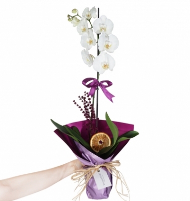 Molise beyaz korkide serisi tek dallı