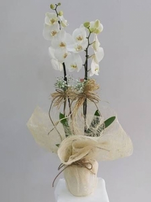 Çiftli Beyaz Phalanopsis Orkide