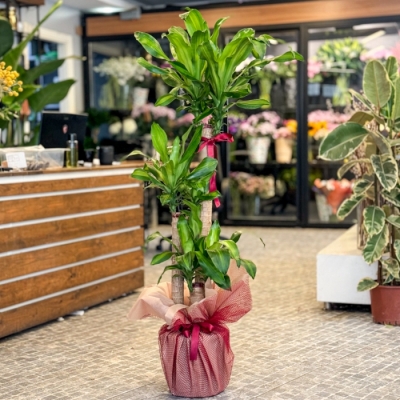 3 lü Massengena Bitkisi