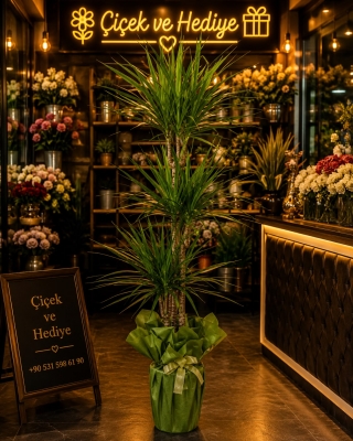 Dracena Marginata 3 lü Saksı Bitkisi