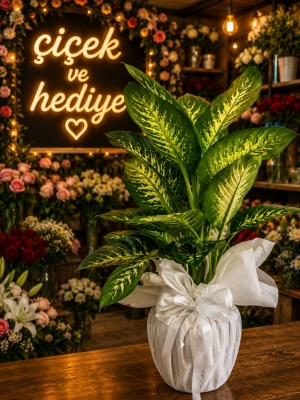 Ağlayan Çiçek Difenbahya Tropic Snow Bitkisi Dieffenbachia