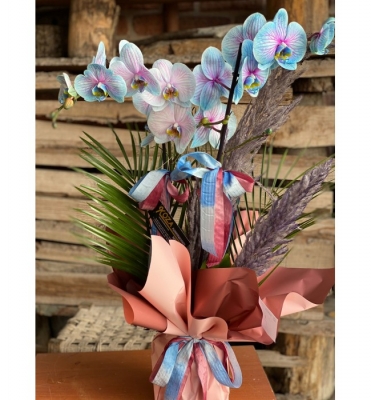 Çiftli Gökkuşağı Orkide