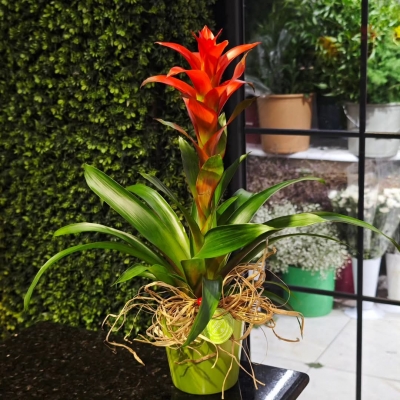 Guzmania Çiçeği