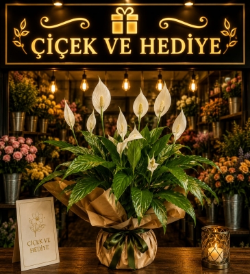 Saksıda Spatifilium - Barış Çiçeği