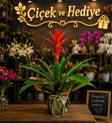 Kırmızı Guzmania Tasarımı