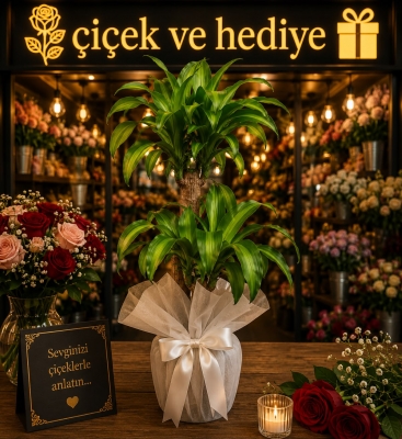 Dracena Massengena İkili