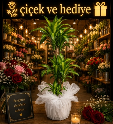 Masengena Çiçeği Üçlü