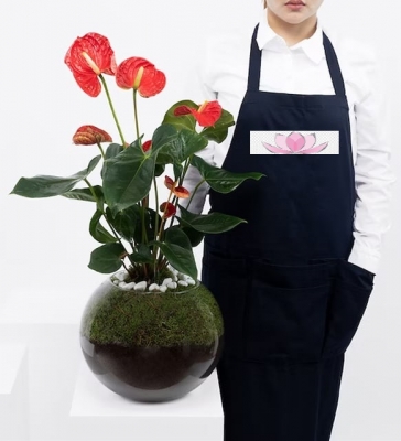 Akvaryum Vazoda Antoryum