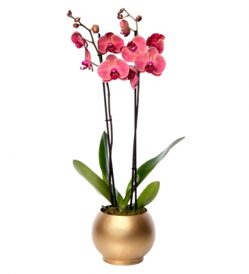 Altın Akvaryum Saksıda Ateş Kırmızı Çiftli Orkide