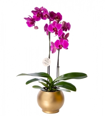 Altın Renkli Saksıda Mor Çiftli Orkide