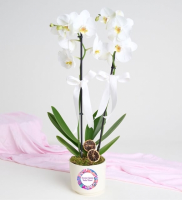 Anneler Günü Stickerlı Beton Saksıda Çiftli Orkide
