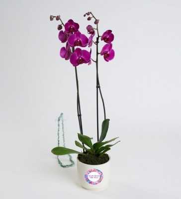 Anneler Günü Stickerlı Saksıda Mor Çiftli Orkide