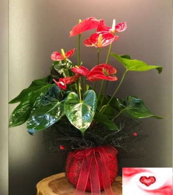 Kırmızı Antoryum (Anthurium )Saksı Çiçeği  Diyarbakır Sur Çiçekçi