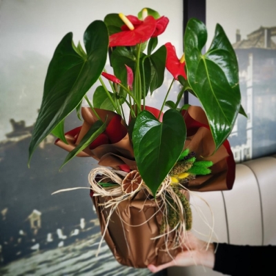 Kırmızı Antoryum (Anthurium )Saksı Çiçeği