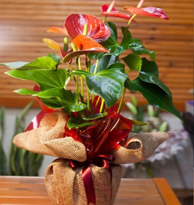 Kırmızı Antoryum (Anthurium )Saksı Çiçeği