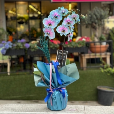 Cascade Pure Gift (Alacalı Mavi Orkide)