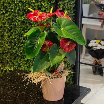 Premium Serisi Antoryum Bitkisi