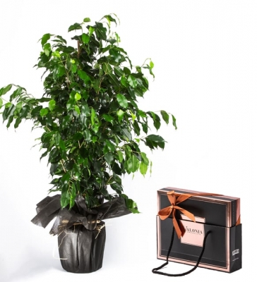 Benjamin (Ficus Benjamin) Bonsai 100-110 cm Ve Valonia Çikolata