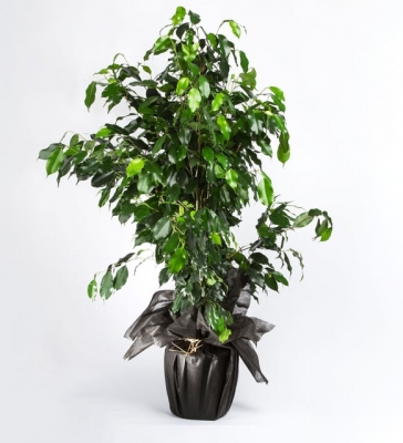 Benjamin (Ficus Benjamin) Bonsai 90 - 100 cm