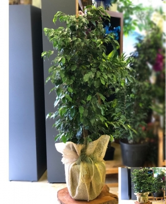 Benjamin Büyük Boy Saksı Çiçeği