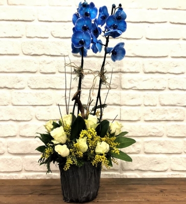 Bern Mavi Orkideli Gül Serisi