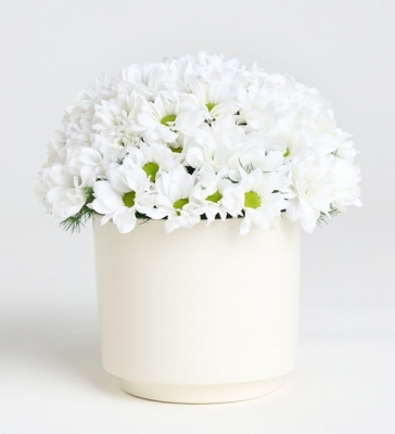 Beyaz Papatya Aranjmanı