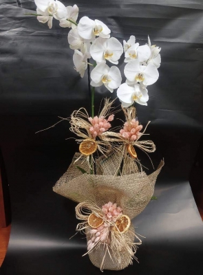 biabonte ikili orkide