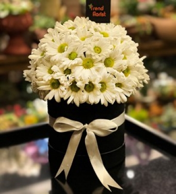 Black Box Daisy - Kutuda Papatyalar