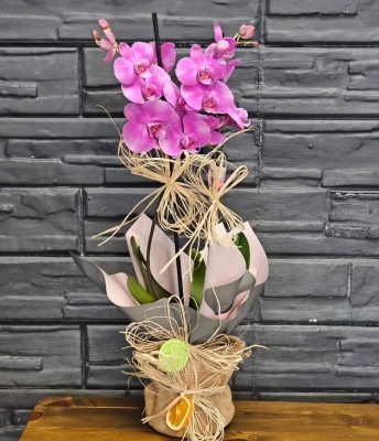 Buket Kağıtlı Saksıda Çiftli Mor Orkide