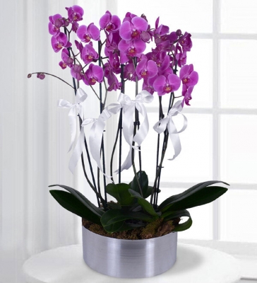 Çiçek Dünyası Mor Orkideler Metal saksı içerisinde 6 dallı mor orkide bitkisi.