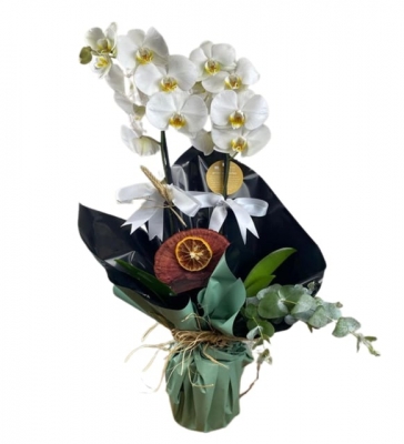 Çift Dal Beyaz Orkide - Yeşil Prenses