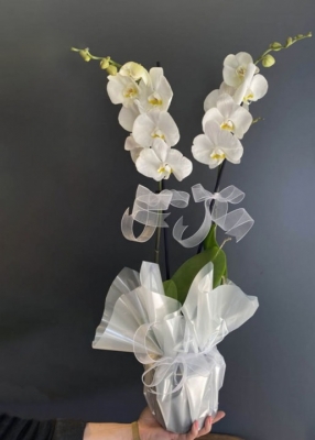 Bol Bol Çiçekli Bellisima Özel Beyaz Orkide