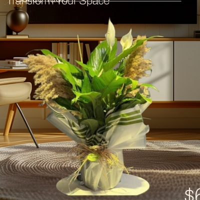  Barış Çiçeği Spatifilyum 