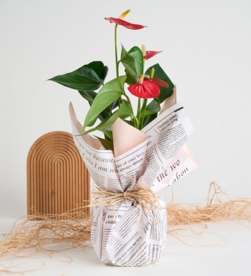 Dekoratif Saksıda Antoryum Bitkisi