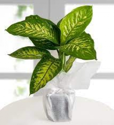 Difenbahya (Dieffenbachia) - Tropic Snow