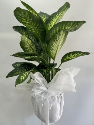 Ağlayan Çiçek Difenbahya Tropic Snow Bitkisi Dieffenbachia