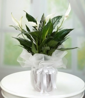 Wrap Serisi Barış Çiçeği (Spatifilyum)