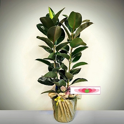 Kauçuk Saksı Çiçeği 2 Dallı Tasarım Süslemeli Açılış Tebrik Çiçeiği İç Mekan