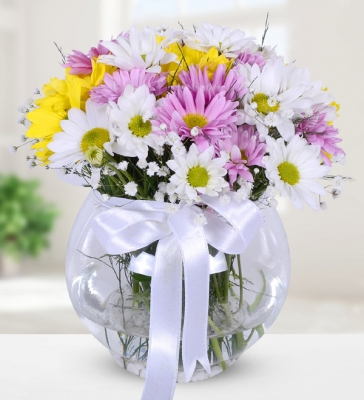 Karışık Renkli Papatyalar