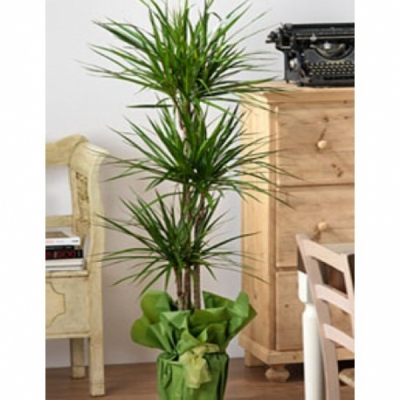 Dracena Marginata 3 lü Saksı Bitkisi