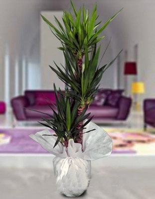 4 Köklü Yucca Bitkisi