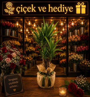 Tropik Güzel İkili Yucca Çiçeği