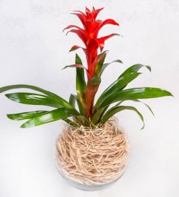 Fanusta Guzmania