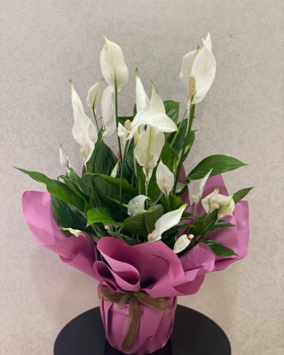 BARIŞ ÇİÇEĞİ (SPATİFİLYUM) TÜL TASARIMI