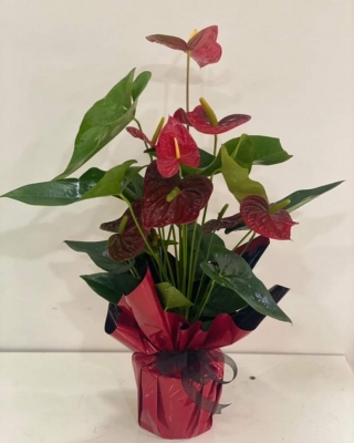 Antoryum Saksı Çiçeği Büyük Boy